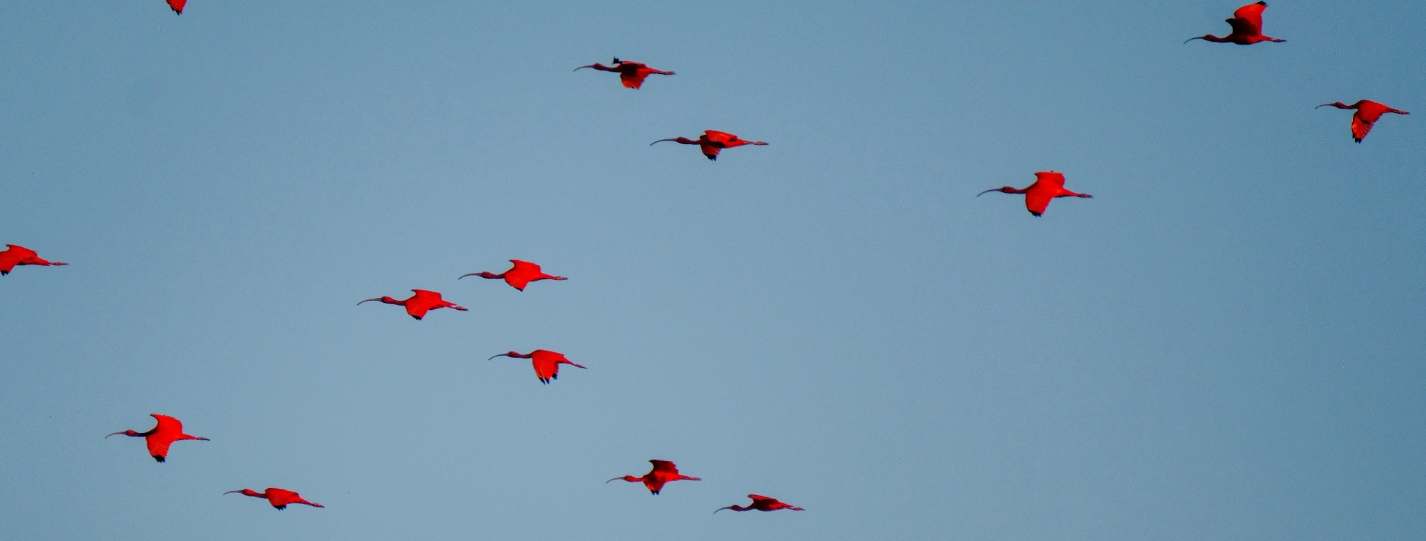 Des éclats rouges traversant le ciel brésilien – Horizons Nouveaux