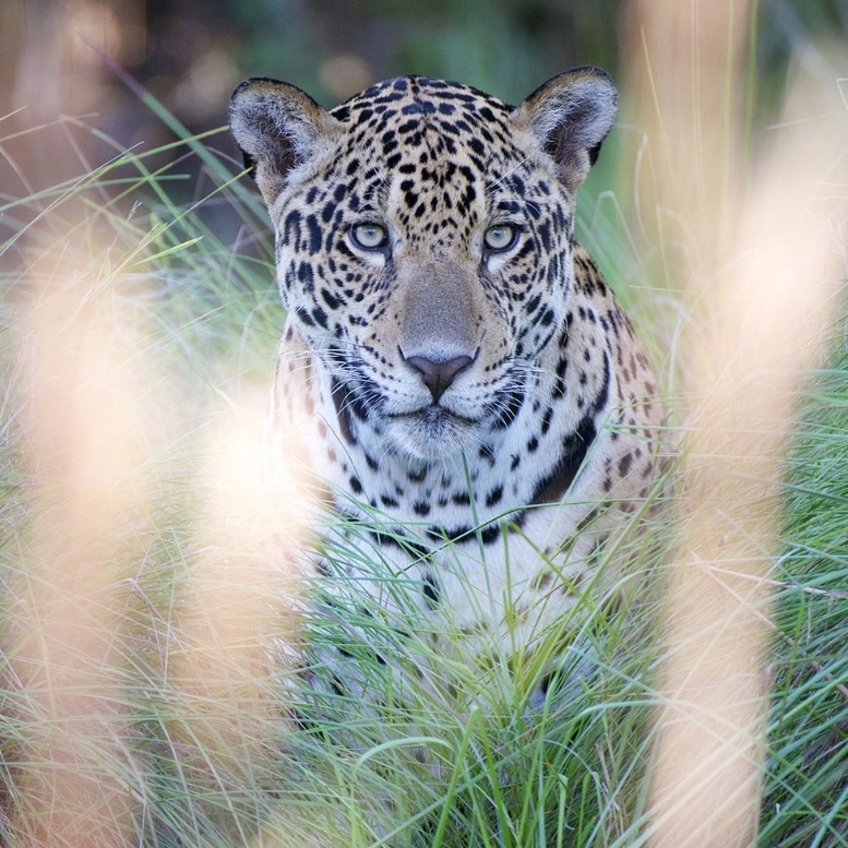 Faune sauvage du Pantanal brésilien et safari nature – Horizons Nouveaux