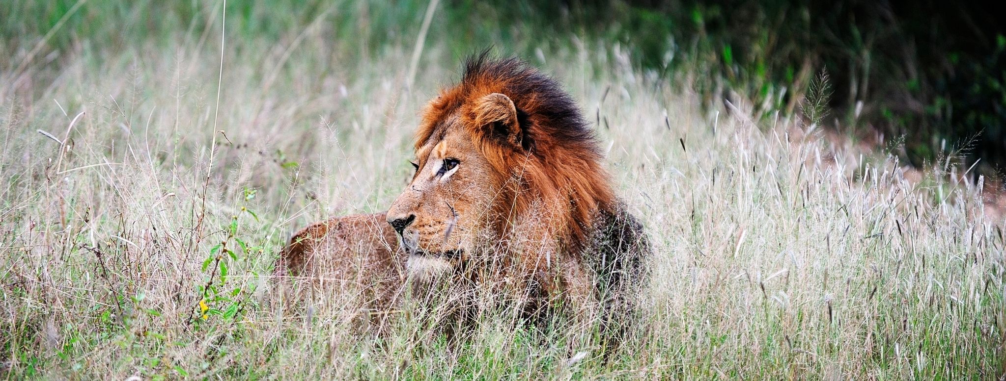Observer un lion dans la lumière douce de la savane sud-africaine rappelle pourquoi le safari reste l’une des plus grandes expériences de voyage au monde. Ici, le temps ralentit, les distances s’effacent et chaque rencontre avec la faune devient un moment privilégié – un voyage sur mesure entre lodges d’exception, grands espaces et émotions intenses au cœur de l’Afrique australe – Horizons Nouveaux.