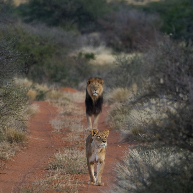 Suivre la trace des grands prédateurs à travers les paysages sauvages d’Afrique, observer un lion et une lionne avancer librement dans leur royaume naturel, ressentir cette tension silencieuse propre aux safaris les plus authentiques – un voyage sur mesure où chaque sortie réserve son lot d’émotions, d’émerveillement et de rencontres inoubliables avec la vie sauvage – Horizons Nouveaux.