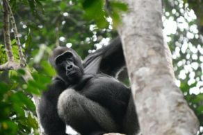 Observer un gorille dans les forêts du bassin du Congo est une expérience rare, presque irréelle. Dans le silence de la canopée, chaque regard, chaque mouvement rappelle la proximité fascinante qui nous lie au monde sauvage – un voyage d’exploration profondément humain au cœur de l’une des dernières grandes forêts tropicales de la planète – Horizons Nouveaux.