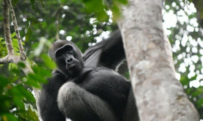 Observer un gorille dans les forêts du bassin du Congo est une expérience rare, presque irréelle. Dans le silence de la canopée, chaque regard, chaque mouvement rappelle la proximité fascinante qui nous lie au monde sauvage – un voyage d’exploration profondément humain au cœur de l’une des dernières grandes forêts tropicales de la planète – Horizons Nouveaux.