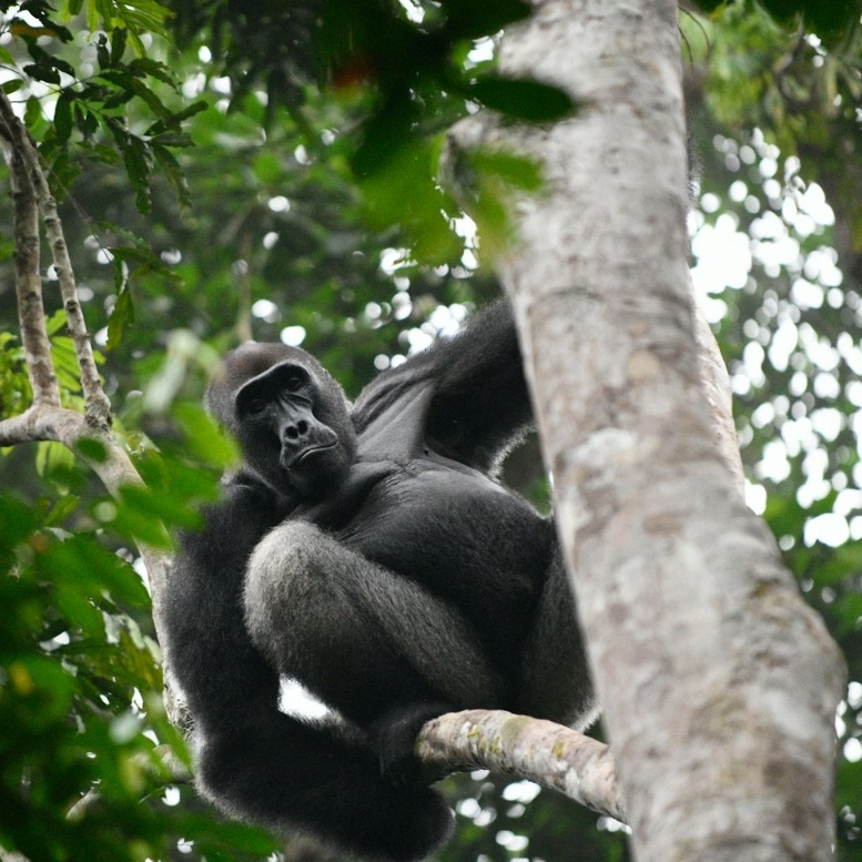 Observer un gorille dans les forêts du bassin du Congo est une expérience rare, presque irréelle. Dans le silence de la canopée, chaque regard, chaque mouvement rappelle la proximité fascinante qui nous lie au monde sauvage – un voyage d’exploration profondément humain au cœur de l’une des dernières grandes forêts tropicales de la planète – Horizons Nouveaux.