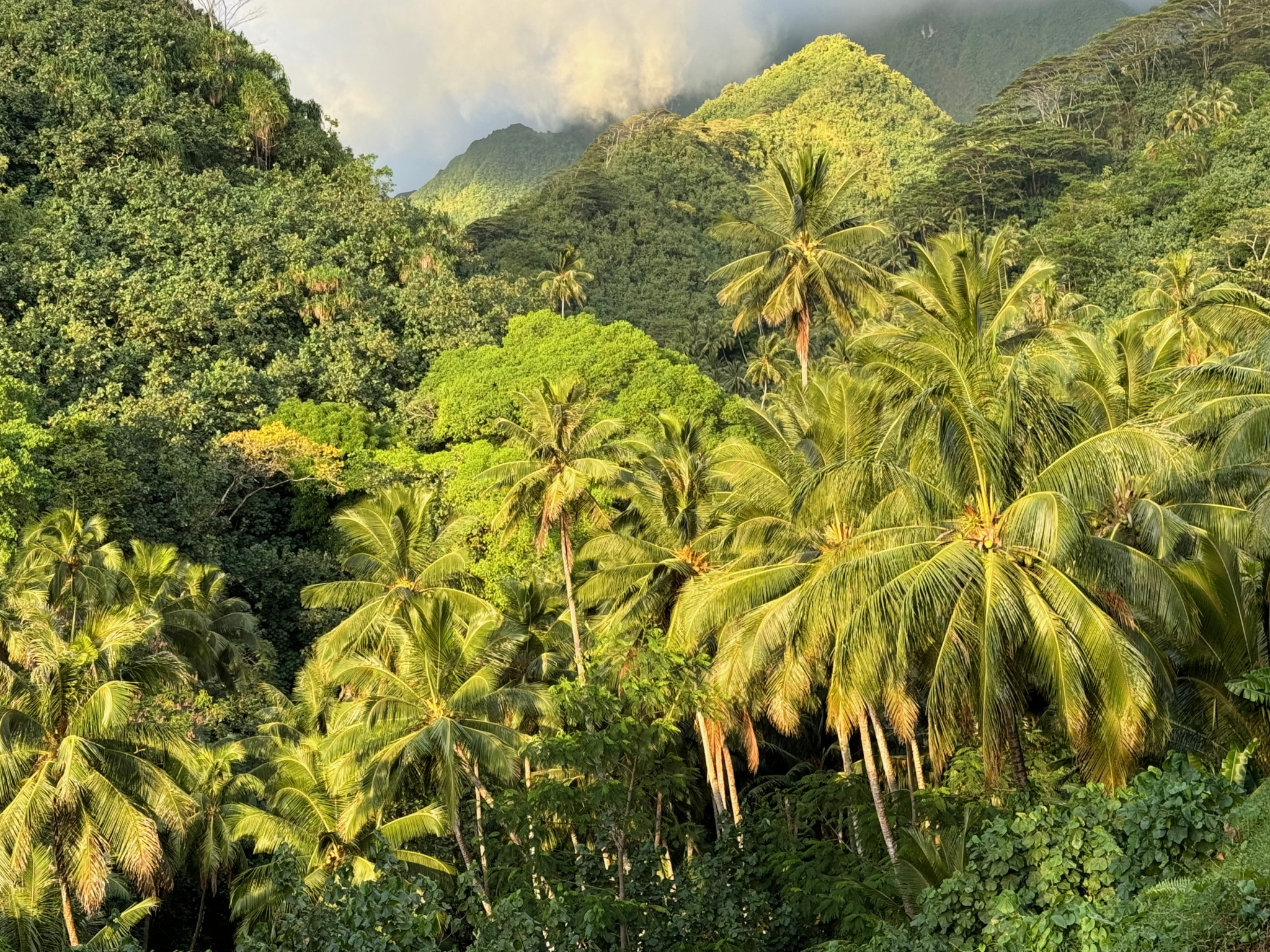 Polynésie française, vallée tropicale luxuriante avec palmiers et montagnes volcaniques à Moorea.