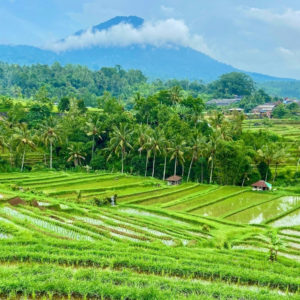 Rizières en terrasses en Indonésie au pied des montagnes tropicales – Horizons Nouveaux