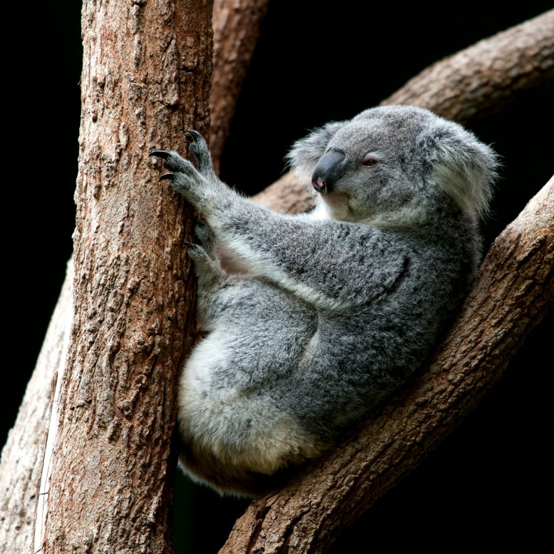 Observer un koala dans son habitat naturel rappelle que l’Australie ne se résume pas à ses grands espaces : elle se découvre aussi à travers une faune unique au monde – un voyage sur mesure entre nature sauvage, rencontres animales et paysages d’une diversité exceptionnelle – Horizons Nouveaux.
