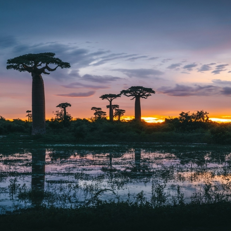 Madagascar ne ressemble à aucun autre voyage. Entre les silhouettes majestueuses des baobabs, les forêts peuplées d’espèces endémiques et les paysages façonnés par des millions d’années d’isolement, l’île révèle un monde à part – une aventure sur mesure où nature, rencontres et émerveillement accompagnent chaque étape du voyage – Horizons Nouveaux.