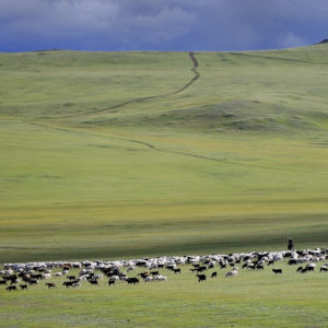 La Mongolie des steppes, des troupeaux et des distances infinies – Horizons Nouveaux