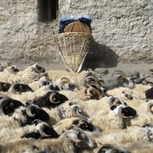 Troupeau de moutons dans un village de montagne au Népal – Horizons Nouveaux