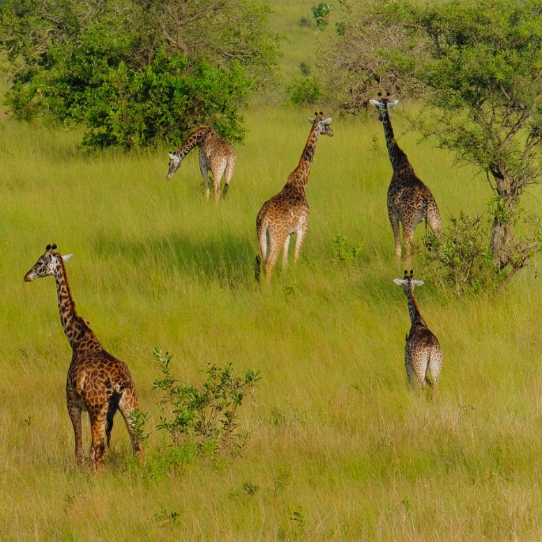 Des girafes traversent les plaines africaines au rythme lent de la savane, rappelant que les plus belles rencontres naissent souvent dans l’immensité et le silence – un voyage sur mesure entre safaris d’exception, nature préservée et émotions authentiques au cœur de l’Afrique sauvage – Horizons Nouveaux