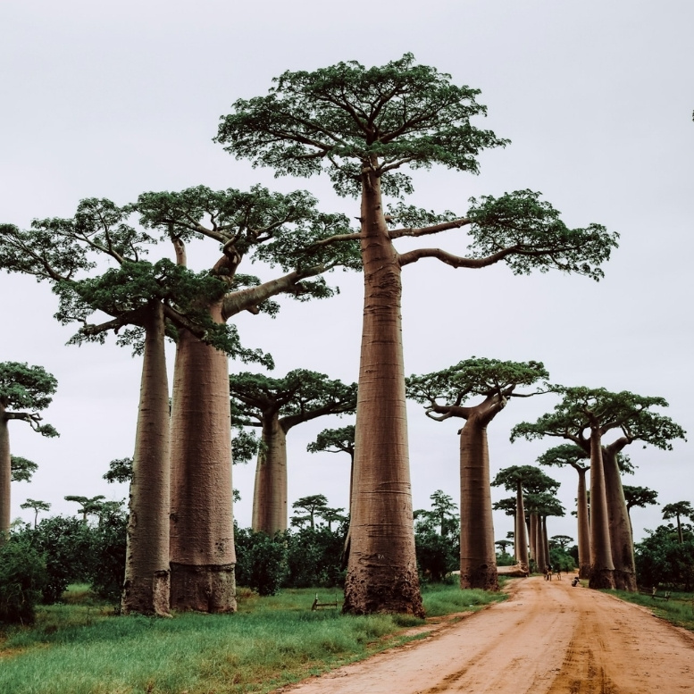 Baobabs géants de l’Allée des Baobabs à Morondava, Madagascar, arbres emblématiques de l’île et paysage naturel unique entre nature sauvage et découverte culturelle malgache.