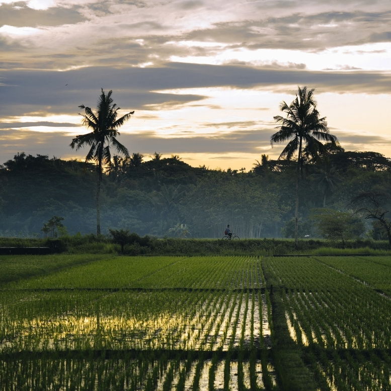 Rizières verdoyantes au coucher du soleil près d'Amanjiwo à Java, bordées de palmiers et de forêt tropicale.