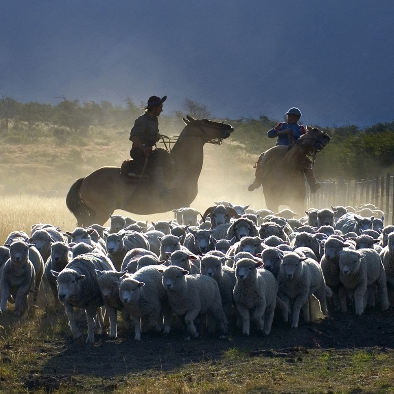 Gauchos à cheval rassemblant un troupeau de moutons dans les vastes paysages de la Patagonie argentine. Voyage sur mesure en Patagonie avec Horizons Nouveaux, agence de voyage suisse depuis plus de 30 ans