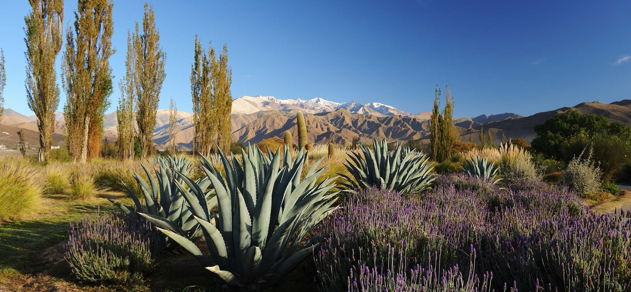 Jardin de La Merced del Alto à Cachi, avec les Andes en toile de fond, dans la province de Salta au nord-ouest de l'Argentine.