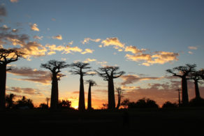 Coucher du soleil sur l’Allée des Baobabs à Morondava à Madagascar, site naturel emblématique et étape incontournable d’un voyage sur mesure à Madagascar.