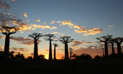 Coucher du soleil sur l’Allée des Baobabs à Morondava à Madagascar, site naturel emblématique et étape incontournable d’un voyage sur mesure à Madagascar.