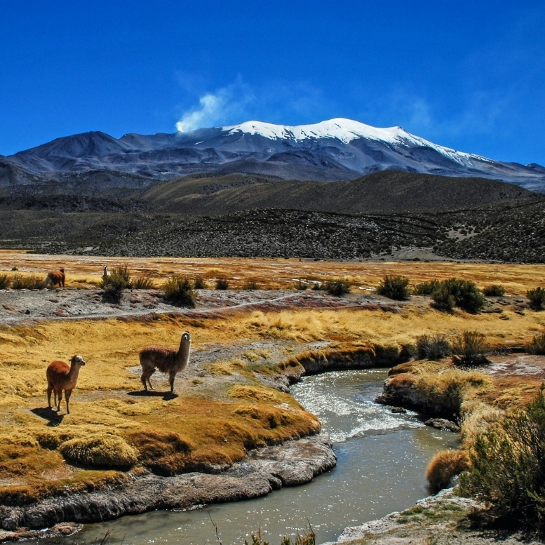 Lamas paissant le long d'un ruisseau sur les hauts plateaux boliviens, avec un volcan enneigé en toile de fond dans les paysages du Sud Lípez. Traversée Pérou – Bolivie – Chili sur mesure avec Horizons Nouveaux