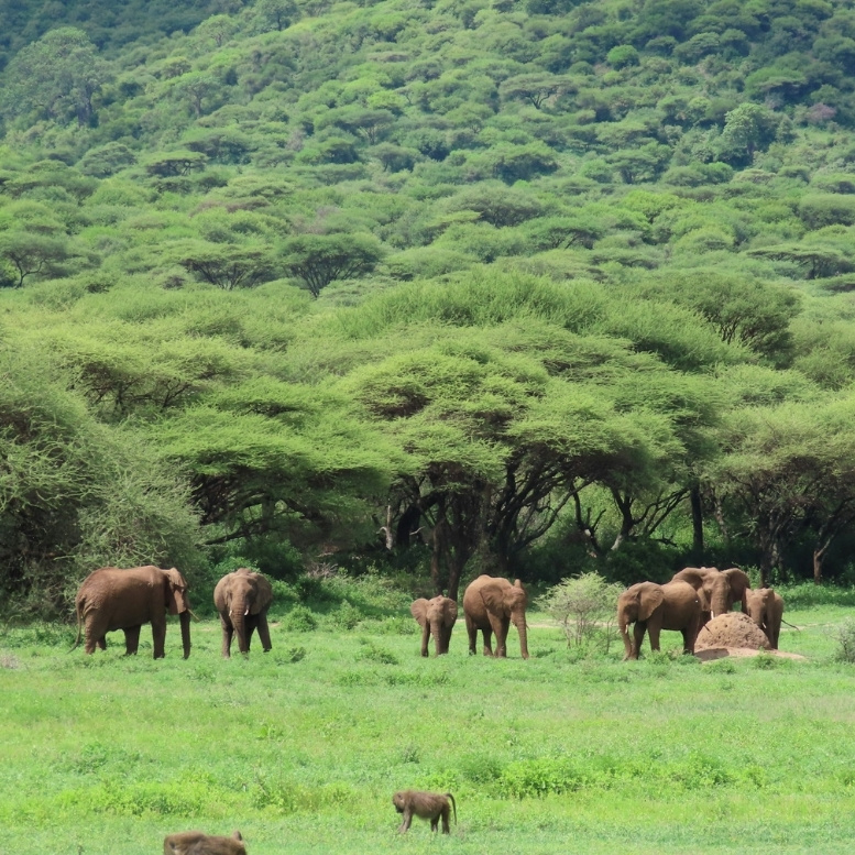 Quelques éléphants évoluent paisiblement dans les forêts verdoyantes du cratère du Ngorongoro. Cet écrin naturel unique, né de l'effondrement d'un ancien volcan, abrite une concentration exceptionnelle de vie sauvage et offre l'un des plus remarquables théâtres naturels d'Afrique.