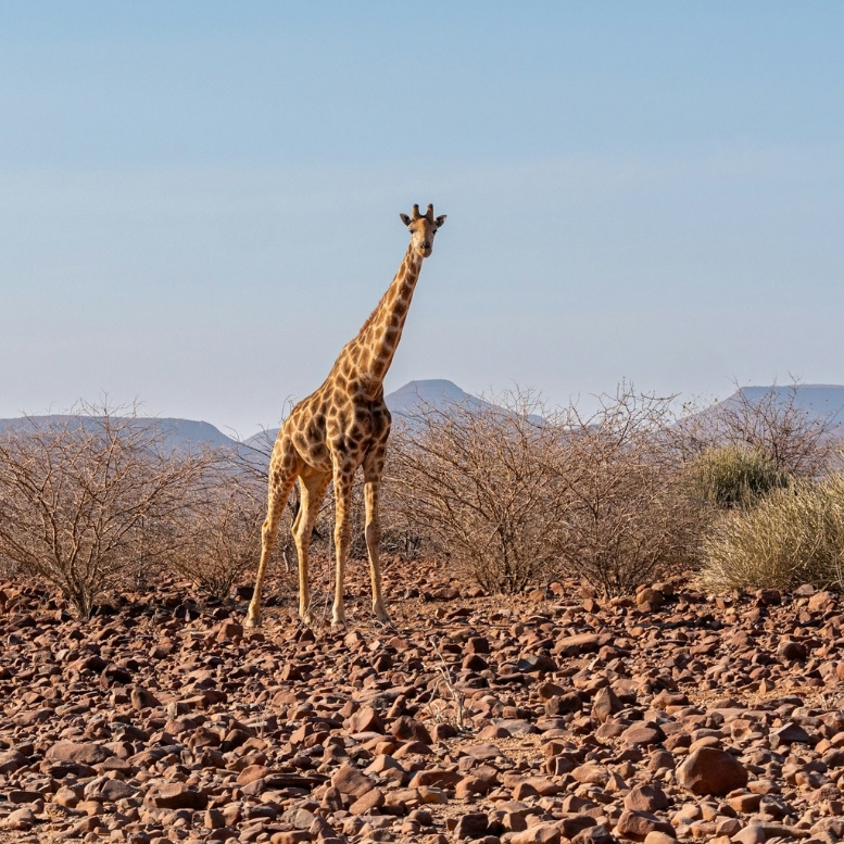 Safari dans le Damaraland en Namibie à la rencontre des girafes du désert, au cœur d’une nature sauvage mêlant montagnes, savanes arides et faune emblématique d’Afrique australe.