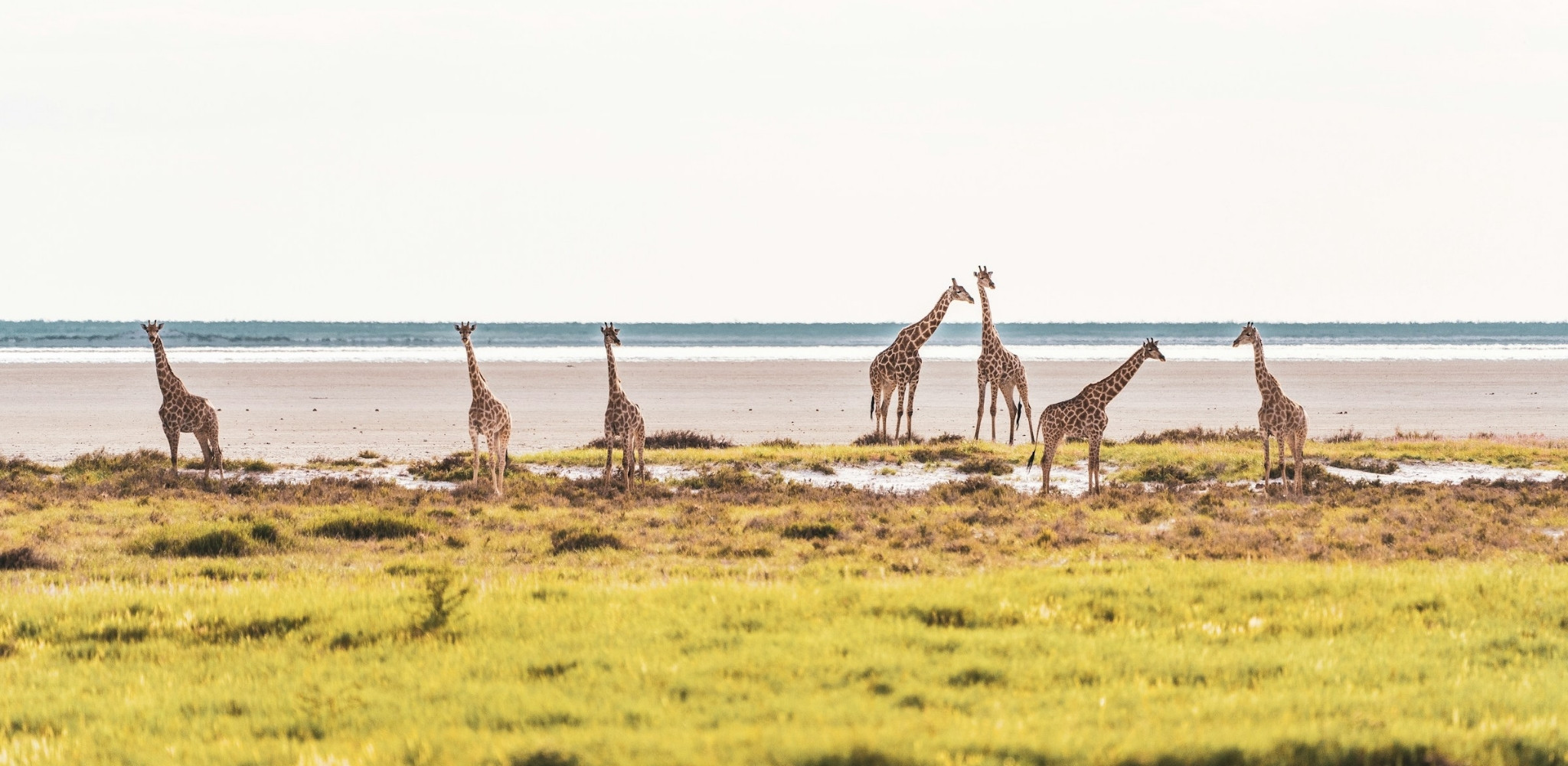 Troupeau de girafes observé dans le parc national d’Etosha, l’une des plus belles réserves naturelles de Namibie pour un safari sur mesure en Afrique australe.