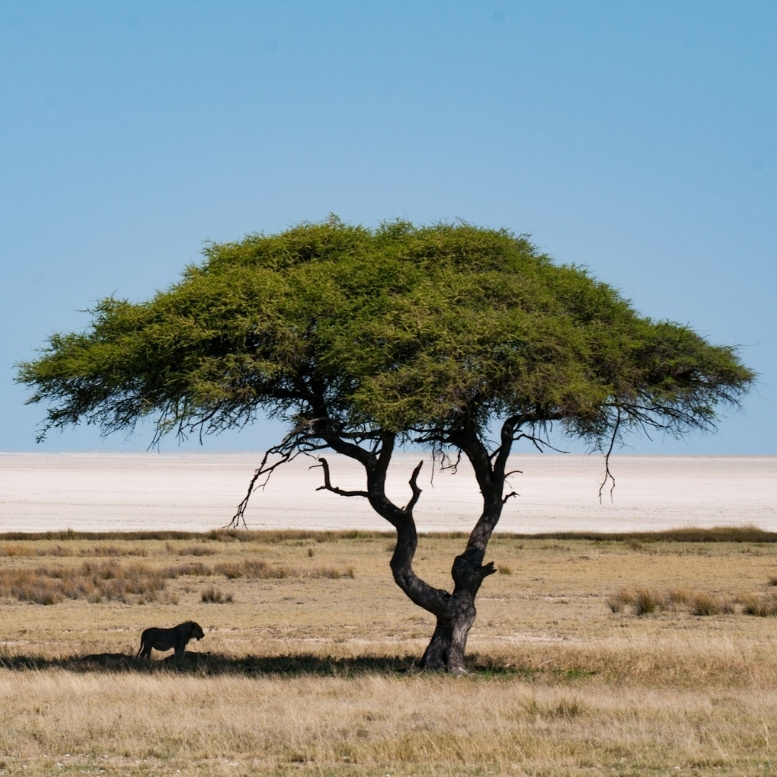 Safari dans le parc national d’Etosha en Namibie, observation d’un lion dans les paysages emblématiques du pan salin et des savanes d’Afrique australe.