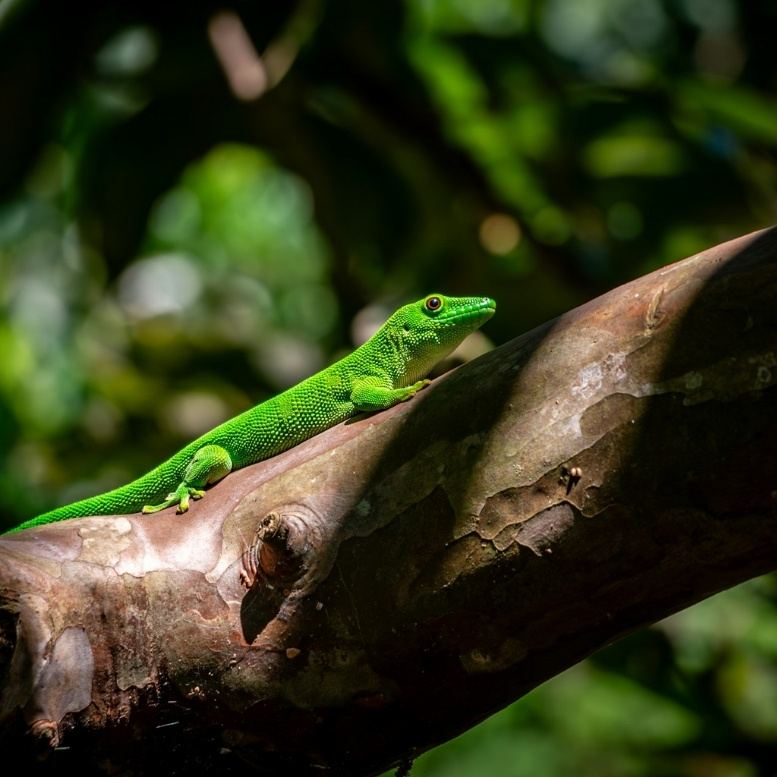 Gecko vert géant de Madagascar dans son habitat naturel, observation de la biodiversité unique de l’île, rencontre avec la faune endémique lors d’un voyage sur mesure à Madagascar.