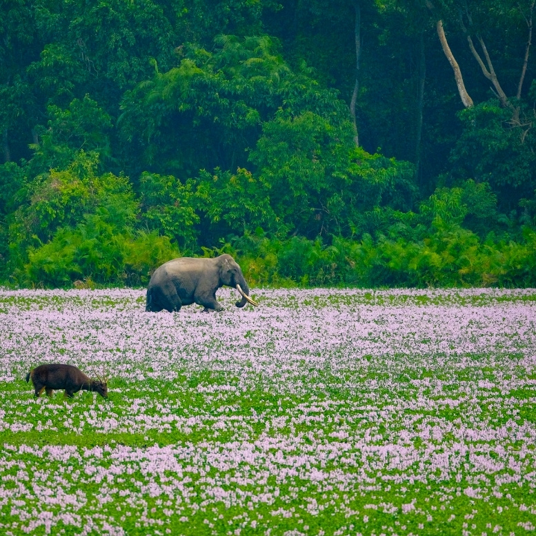 Éléphant d’Asie traversant une vaste prairie humide fleurie aux portes des forêts du Nord-Est indien, région sauvage réputée pour sa biodiversité exceptionnelle et ses parcs nationaux préservés – Horizons Nouveaux