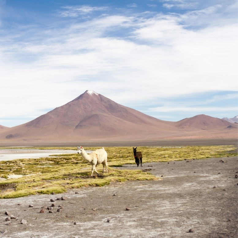 Lamas évoluant sur les hauts plateaux boliviens face aux volcans de la réserve Eduardo Avaroa, près de la Laguna Colorada. Voyage sur mesure dans le Sud de la Bolivie avec Horizons Nouveaux, agence de voyage sur mesure basée en Suisse