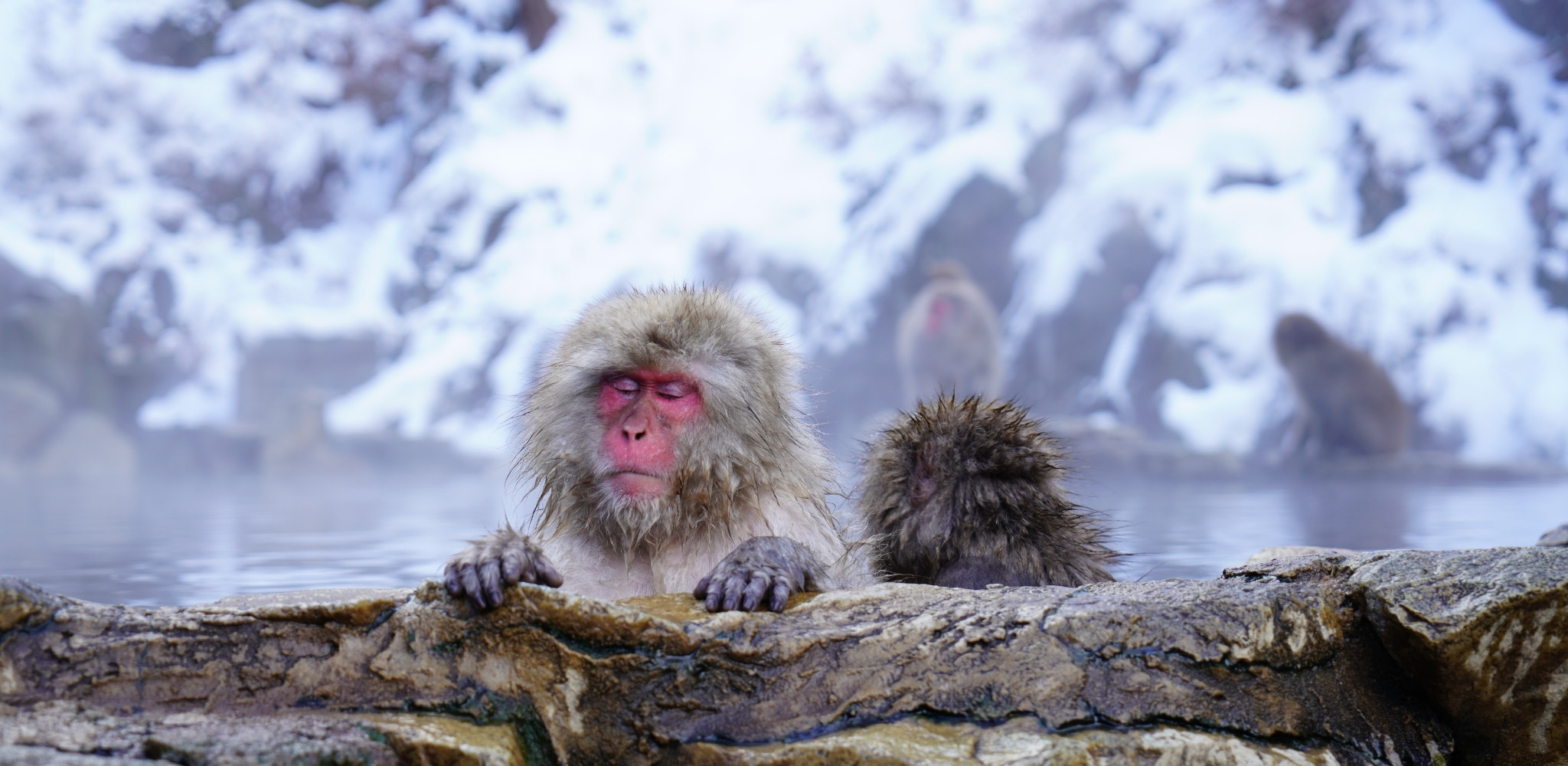 Figure emblématique des montagnes japonaises, le macaque évolue entre forêts profondes, vallées sauvages et sources thermales naturelles – un voyage sur mesure au Japon qui révèle une nature souvent méconnue, en parallèle des temples, jardins et traditions qui font la renommée du pays – Horizons Nouveaux.