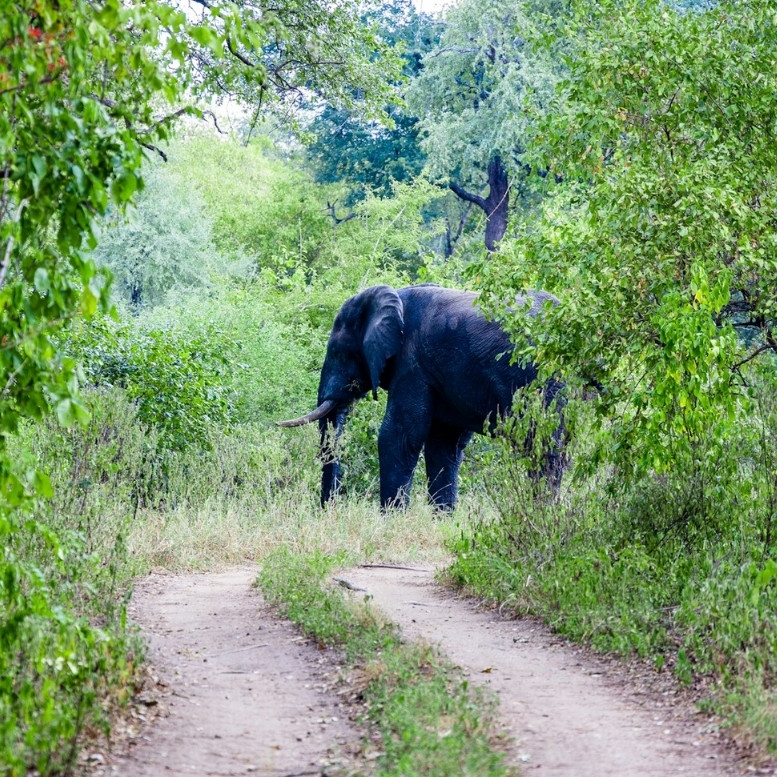 Dans la réserve de Majete, les rencontres se font souvent loin des pistes principales. Ici, la forêt dense et la végétation luxuriante offrent une autre vision du safari africain, plus intime et plus imprévisible.