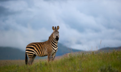 Observer la faune africaine dans son environnement naturel fait partie des expériences emblématiques d’un safari, entre vastes plaines, montagnes et rencontres animalières inoubliables.
