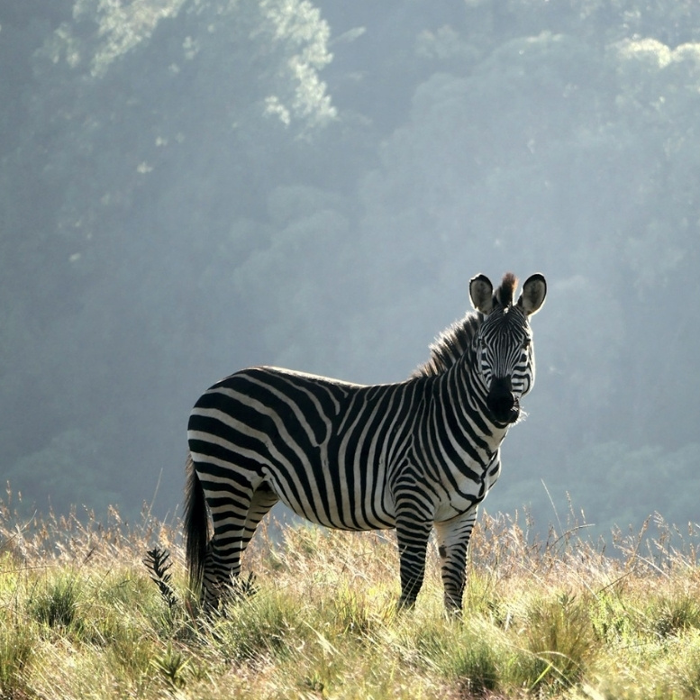 Parmi les prairies et les forêts du parc national de Nyika, les zèbres évoluent en liberté dans des paysages qui évoquent davantage les hauts plateaux que les grandes savanes africaines.