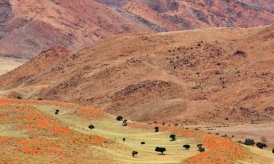 Collines rocheuses et plaines semi-désertiques du Damaraland en Namibie, région emblématique pour les voyages d’aventure, safaris et découvertes des paysages les plus spectaculaires du pays.