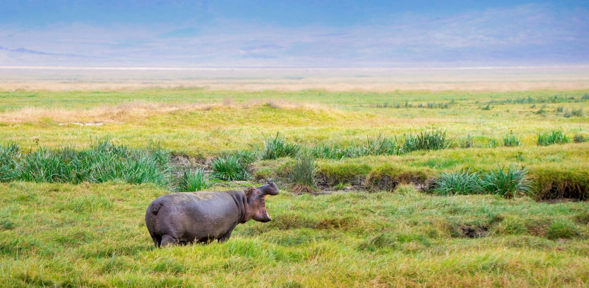 Dans les vastes prairies du cratère du Ngorongoro, un hippopotame émerge des herbes humides, la gueule grande ouverte. Véritable arche de biodiversité, le Ngorongoro offre des rencontres animalières d'une diversité exceptionnelle dans un décor naturel unique au monde, où l'on passe en quelques kilomètres des forêts de montagne aux plaines ouvertes et aux marais verdoyants.