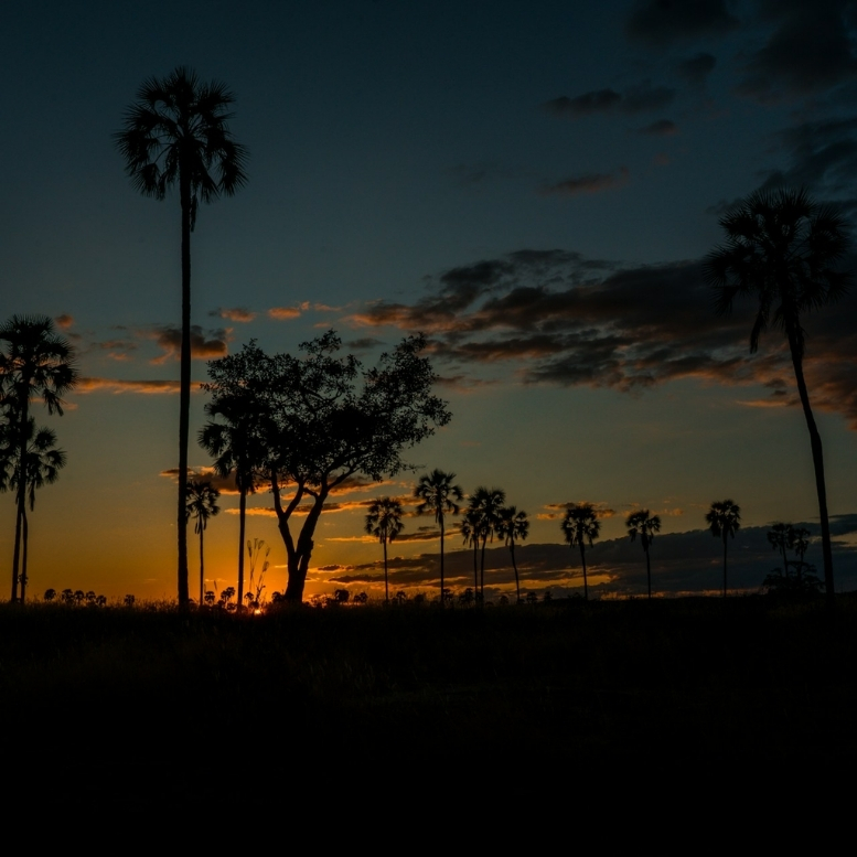 Le soleil disparaît lentement derrière les palmiers de Ruaha, baignant la savane de ses dernières lueurs dorées. Plus sauvage et confidentiel que les grands parcs du nord, Ruaha dévoile une Afrique profonde, faite de grands espaces, de silence et d'une nature encore remarquablement préservée.