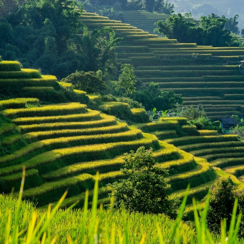 Rizières en terrasses de Sapa dans le nord du Vietnam, paysages de montagne spectaculaires, rencontres avec les minorités ethniques et voyage sur mesure entre nature, randonnée et traditions vietnamiennes.
