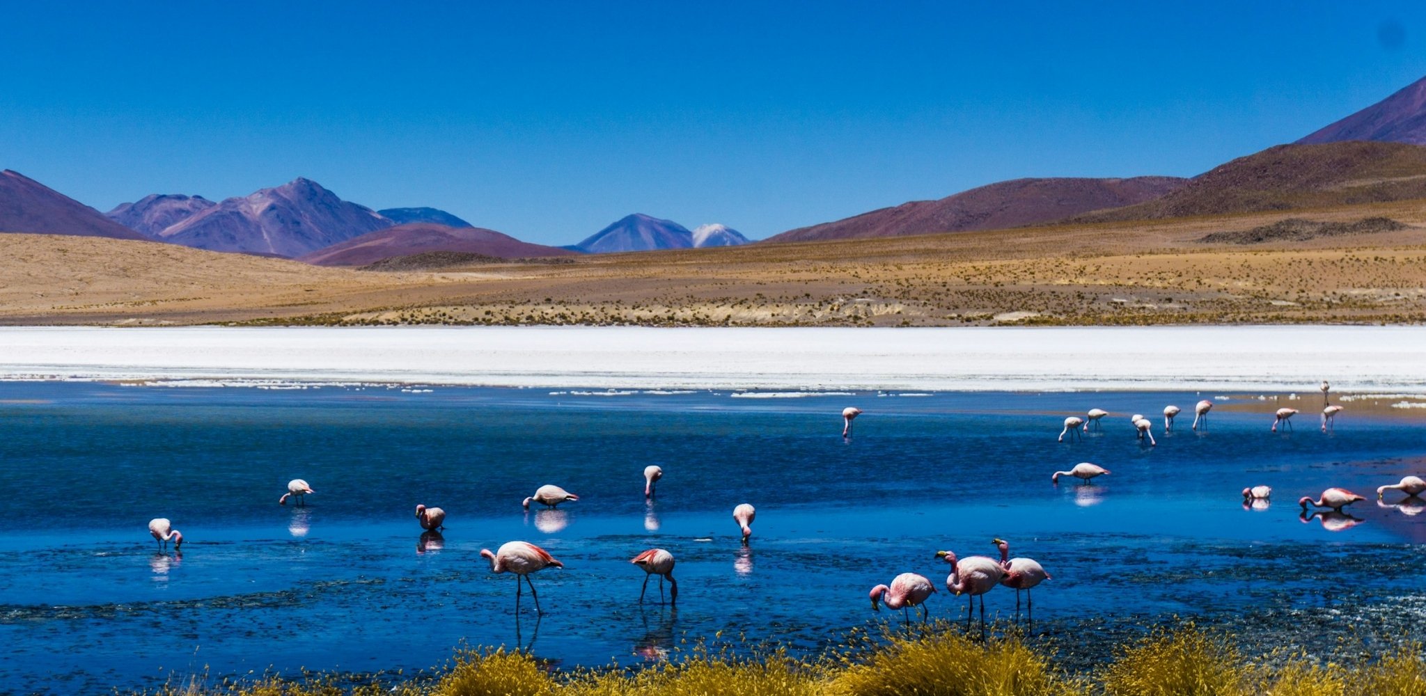 Flamants roses évoluant dans une lagune d'altitude de l'Altiplano bolivien, entourée des paysages volcaniques du Sud Lípez.