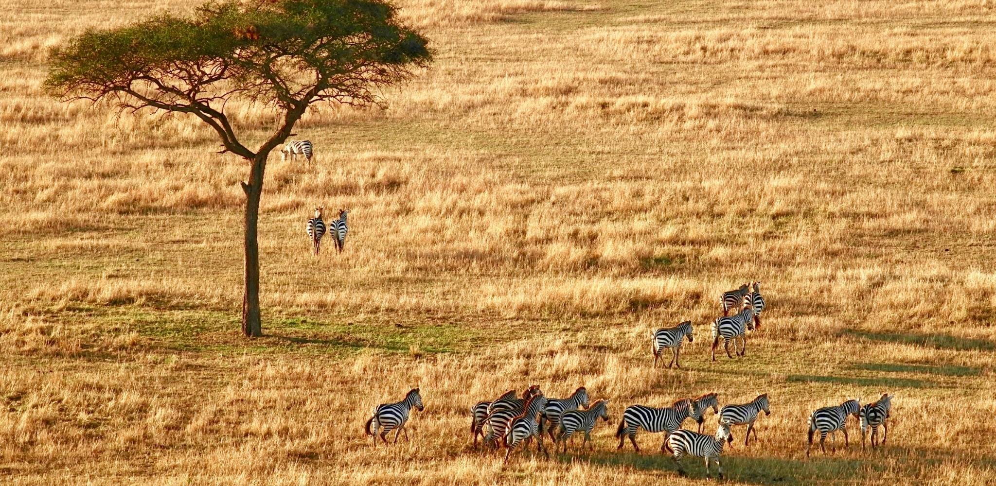 Quelques zèbres traversent les plaines dorées du Serengeti sous la silhouette solitaire d'un acacia. Une scène emblématique de la Tanzanie, où l'immensité des paysages et la liberté de la vie sauvage se déploient dans une simplicité saisissante.