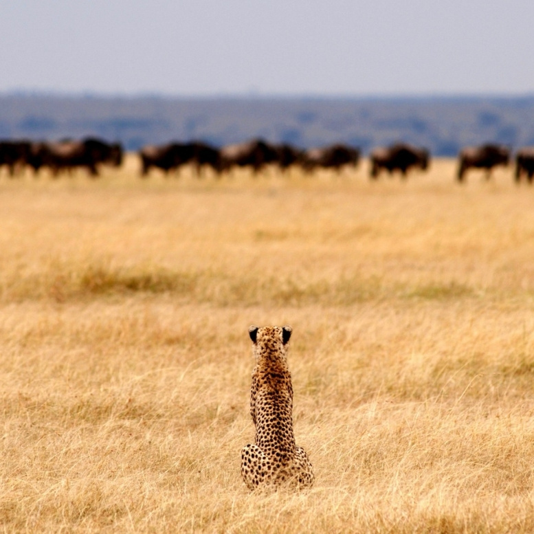 Au cœur des plaines infinies du Serengeti, un guépard observe silencieusement un troupeau de gnous à l'horizon. Une scène d'une rare intensité, où chaque regard rappelle l'équilibre subtil entre prédateur et proie, au sein de l'un des plus grands spectacles sauvages de la planète.