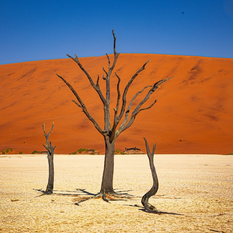 Deadvlei dans le désert du Nam en Namibie, célèbre pour ses arbres pétrifiés, ses dunes orangées monumentales et ses paysages parmi les plus iconiques d’Afrique.