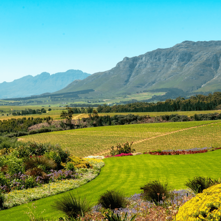 Vignobles verdoyants et jardins soignés au pied des montagnes du Cap.