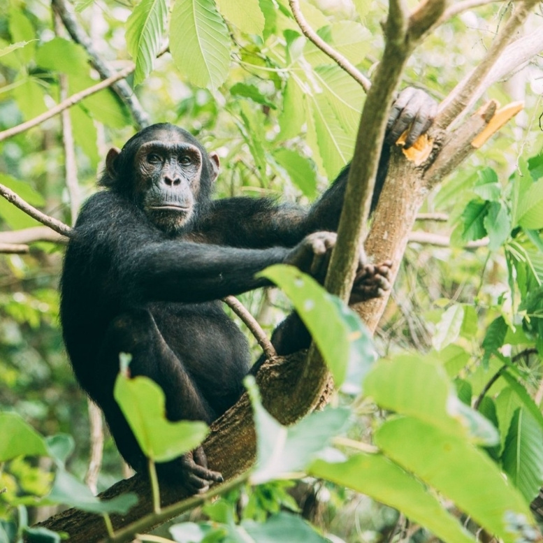 Dans les forêts luxuriantes de l'ouest tanzanien, la rencontre avec un chimpanzé offre l'un des moments les plus émouvants d'un voyage en Afrique. Observer de près ces grands primates dans leur habitat naturel, partager un regard, percevoir leurs gestes et leurs expressions, est une expérience rare qui rappelle avec une étonnante intensité notre lien avec le monde vivant.