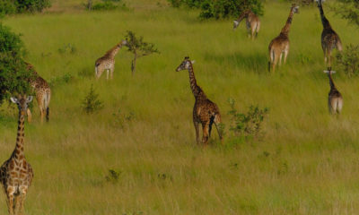 Troupeau de girafes évoluant dans les hautes herbes verdoyantes de la savane tanzanienne, illustrant la richesse de la faune africaine et les paysages préservés des grandes réserves d'Afrique de l'Est.