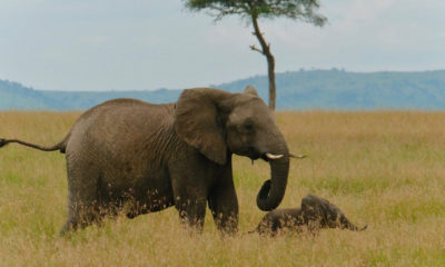 Éléphant d'Afrique accompagné de son petit dans les vastes plaines herbeuses de Tanzanie, illustrant la richesse de la faune sauvage et les scènes de vie emblématiques des grands safaris d'Afrique de l'Est.
