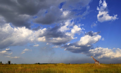 Girafe solitaire avançant dans les vastes plaines de Tanzanie sous un ciel spectaculaire de nuages d'orage, illustrant l'immensité des paysages de savane et la richesse de la faune emblématique de l'Afrique de l'Est.