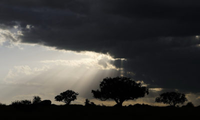 Silhouettes d'acacias et d'arbres de savane se détachant sous un ciel d'orage en Tanzanie, tandis que les rayons du soleil percent les nuages sombres, offrant une scène emblématique et spectaculaire des paysages d'Afrique de l'Est.