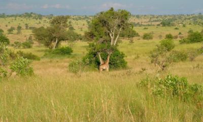 Girafes évoluant dans les vastes plaines herbeuses de Tanzanie, entre acacias et arbustes de savane, illustrant les paysages emblématiques des grands safaris d'Afrique de l'Est et la richesse de sa faune sauvage.
