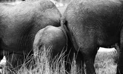 Détail en noir et blanc d'une famille d'éléphants de Tanzanie, un éléphanteau se tenant protégé entre les adultes au cœur de la savane, illustrant les liens familiaux et la dimension intimiste de la vie sauvage africaine.