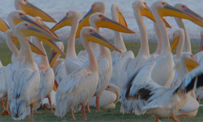 Colonie de pélicans blancs rassemblés au bord de l'eau en Tanzanie. Leurs longues silhouettes et leurs becs jaune vif créent une scène graphique et presque irréelle, révélant une facette plus discrète et poétique des écosystèmes d'Afrique de l'Est.