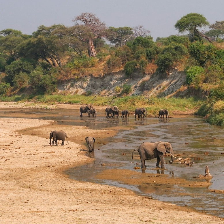 Une famille d'éléphants se rassemble le long d'une rivière asséchée du parc national de Tarangire, l'un des plus importants refuges d'éléphants d'Afrique de l'Est. Ici, l'eau devient le cœur de la vie sauvage, attirant les troupeaux au milieu des baobabs et des paysages de savane préservés.